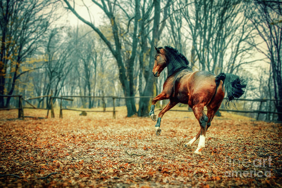 Horse in the beautiful forest Photograph by Dimitar Hristov