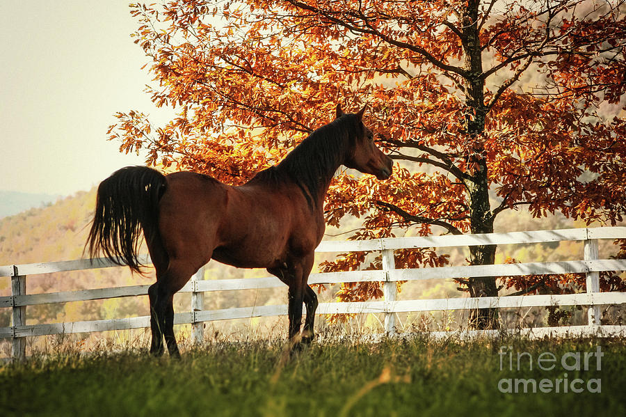 Horse in the beautiful shine autumn forest Photograph by Dimitar Hristov