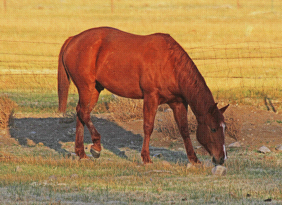 Horse In The Field Photograph by Tom Janca