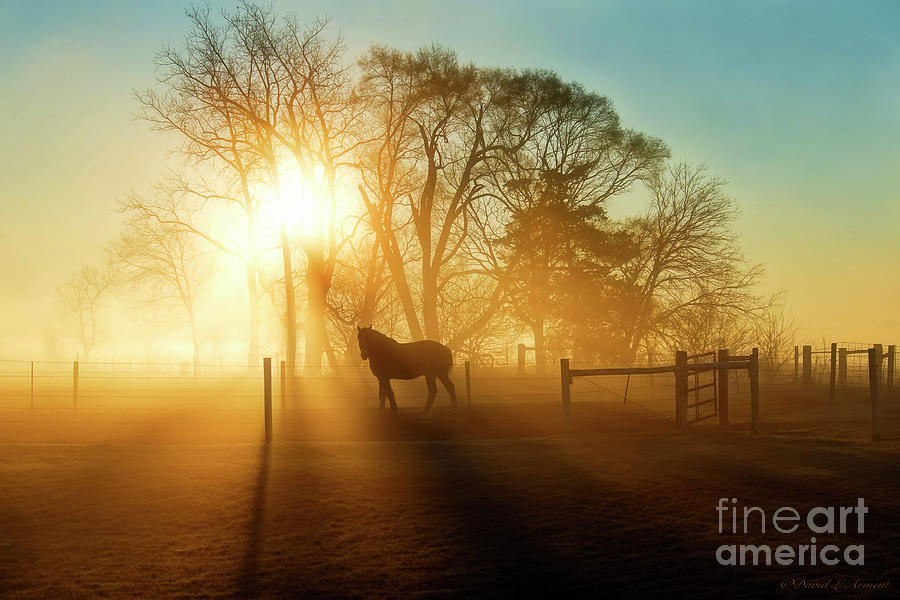 Horse in the Fog at Dawn Photograph by David Arment