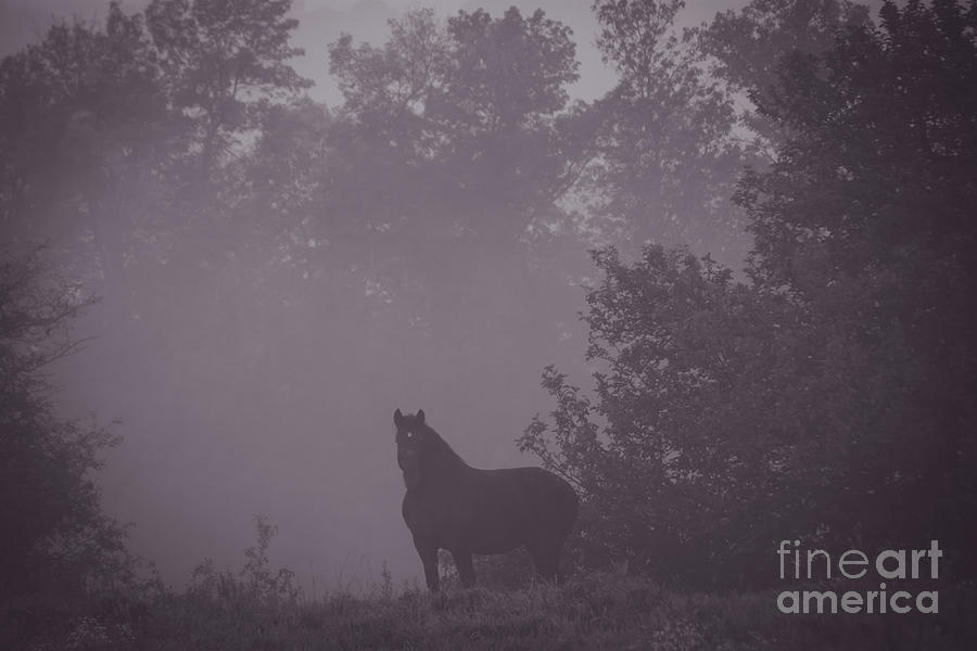 Horse in the fog Photograph by Cheryl Baxter