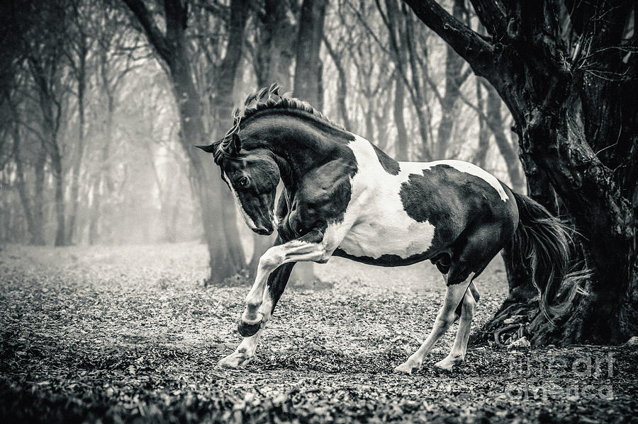 Horse in the forest Photograph by Dimitar Hristov