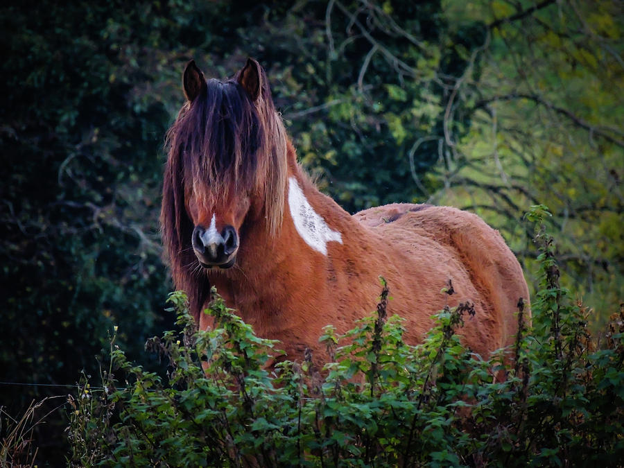 Horse in the Irish countryside Photograph by James Truett