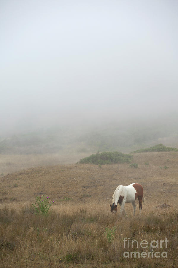 Horse in the Mist Photograph by Diane Diederich