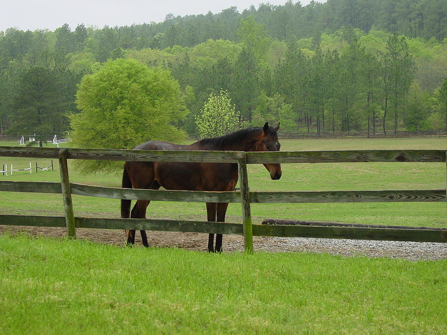 Horse in the Pasture Photograph by Quwatha Valentine