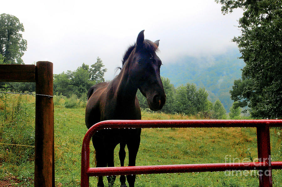 Horse in the Rain Photograph by Larry Wright Fine Art America