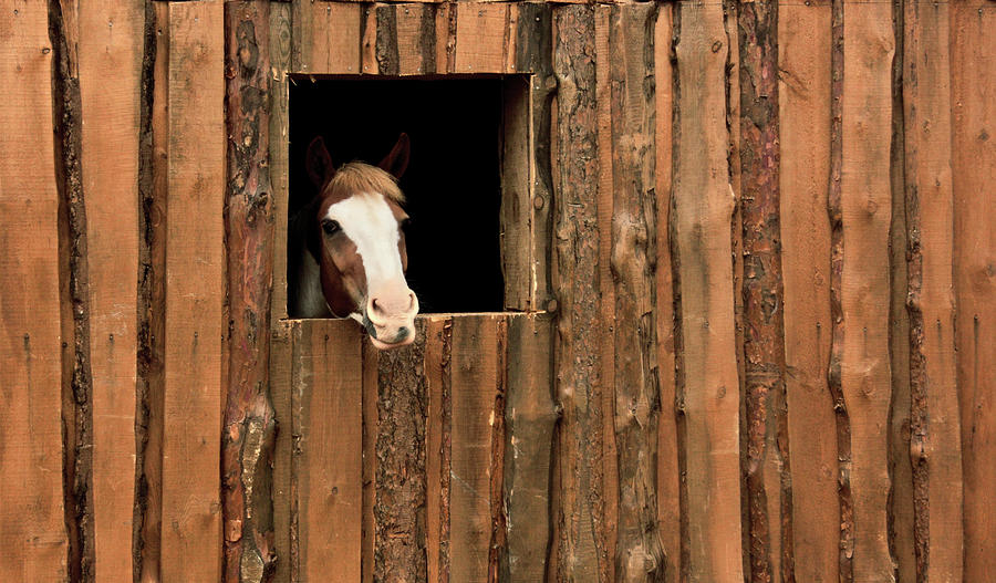 Animal Photograph - Horse in the stable by Evgeniy Lankin