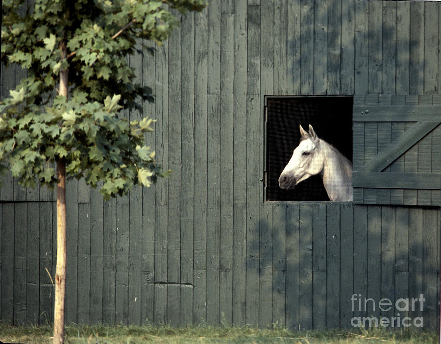 Horse in Window Photograph by Marc Bittan