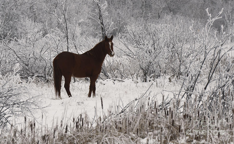 Horse In Winter Photograph by Bob Christopher