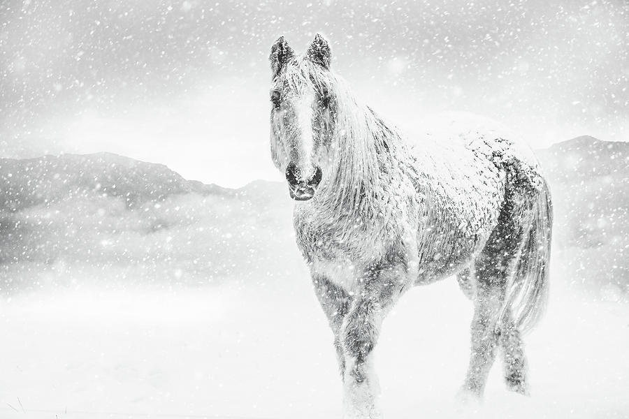 Horse In Winter Snow Storm Photograph