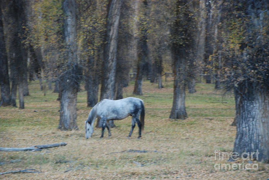 Horse in Woods Photograph by Jim Goodman