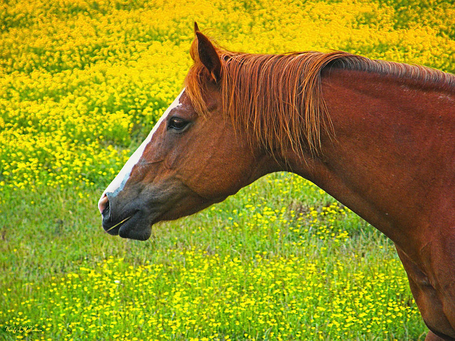 Horse in Yellow Field Photograph by Wendy McKennon