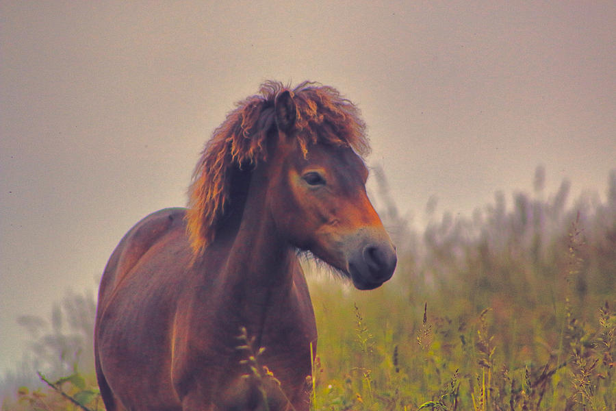Horse Photograph by Ingrid Dendievel