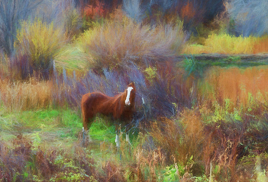 Zion National Park Photograph - Horse Of Many Colors by Jim Cook