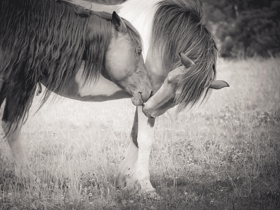 Horse Kiss - Assateague National Park Photograph