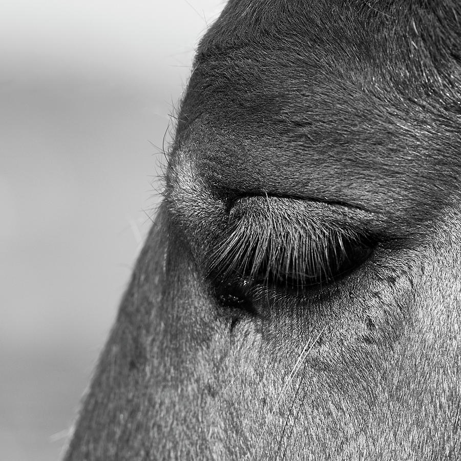 Horse Lashes Photograph by Paul Freidlund