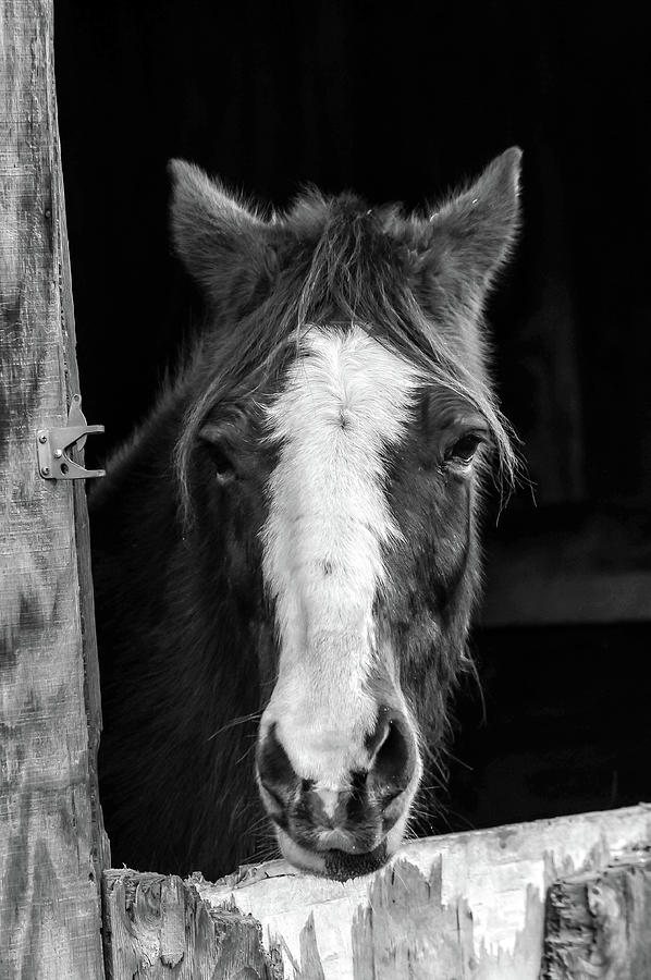 Horse looking through stall Photograph by Patrick Wolf