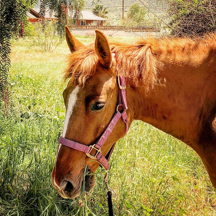 Horse Photograph - Horse by Lori Leigh