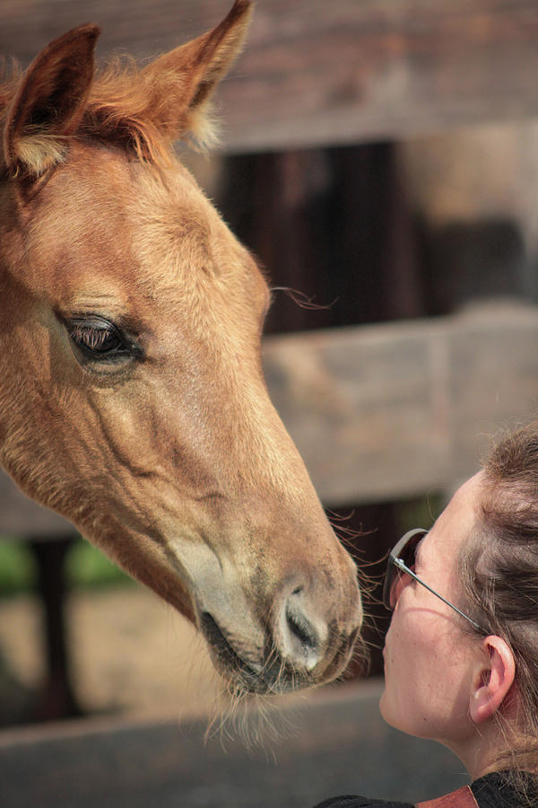 Horse love is good for the human heart Photograph by Laura Patterson ...