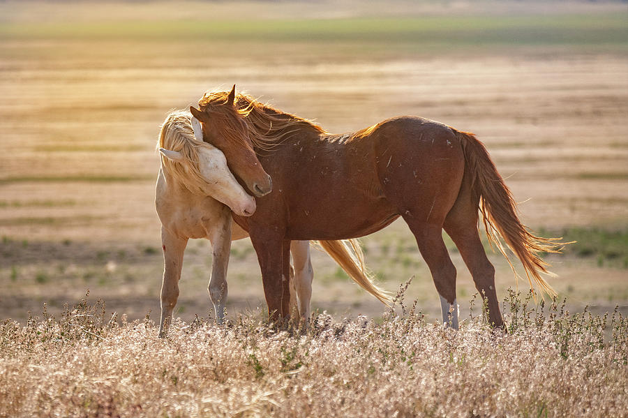 Horse Love Photograph by Michael Ash