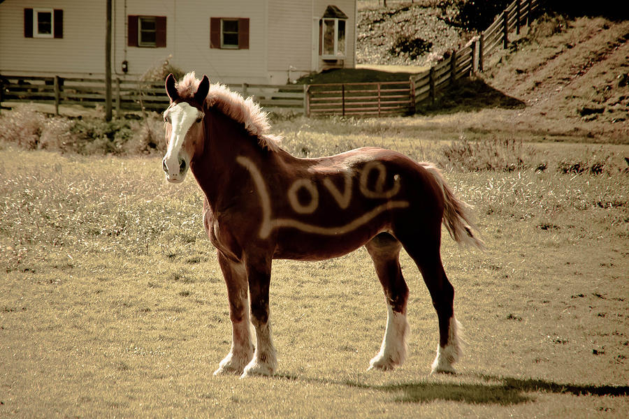 Horse Love Photograph by Trish Tritz