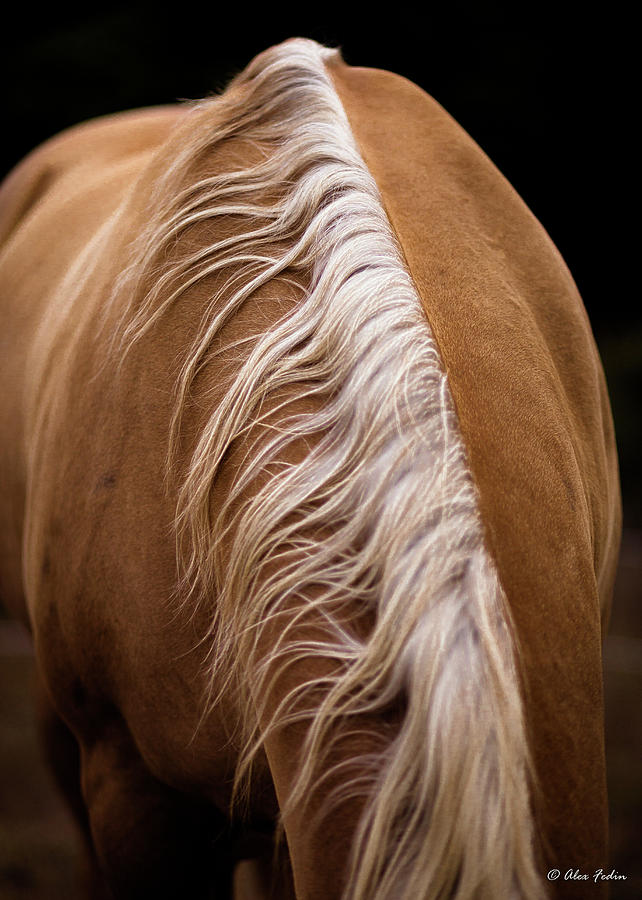 Horse Mane Photograph by Alexander Fedin