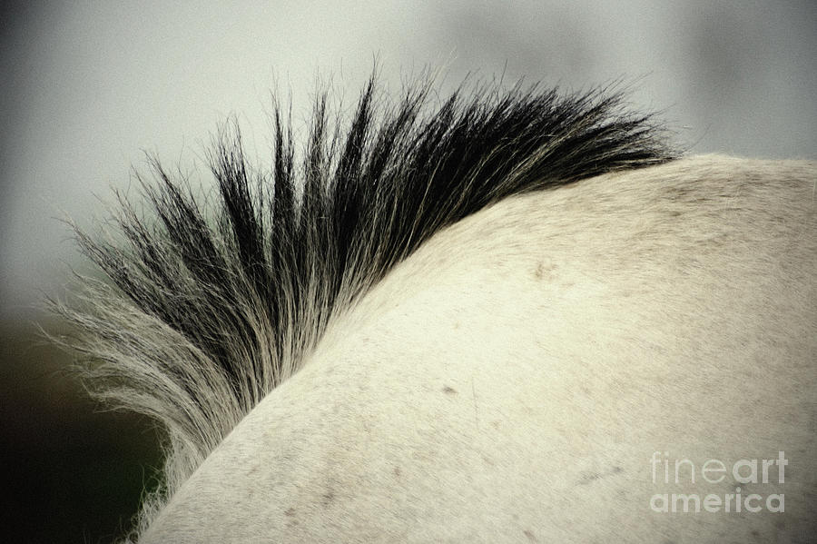 Horse Mane Photograph by Dimitar Hristov