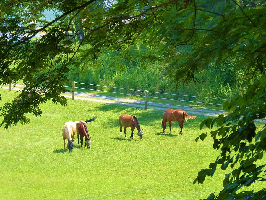 Horse Meadow Photograph by Jeanette Oberholtzer