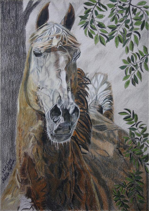 Horse Drawing - Horse by Melita Safran
