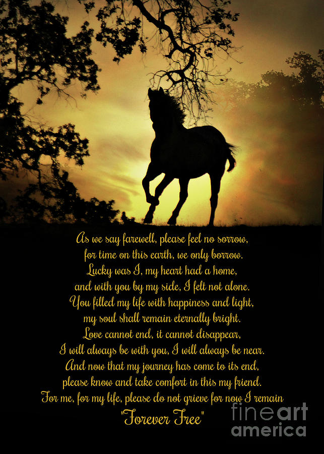 Horse Memorial Original Poem Photograph by Stephanie Laird