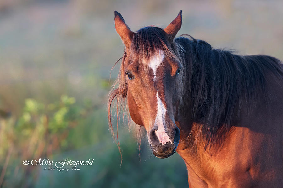 Horse by Mike Fitzgerald Horse by Mike Fitzgerald