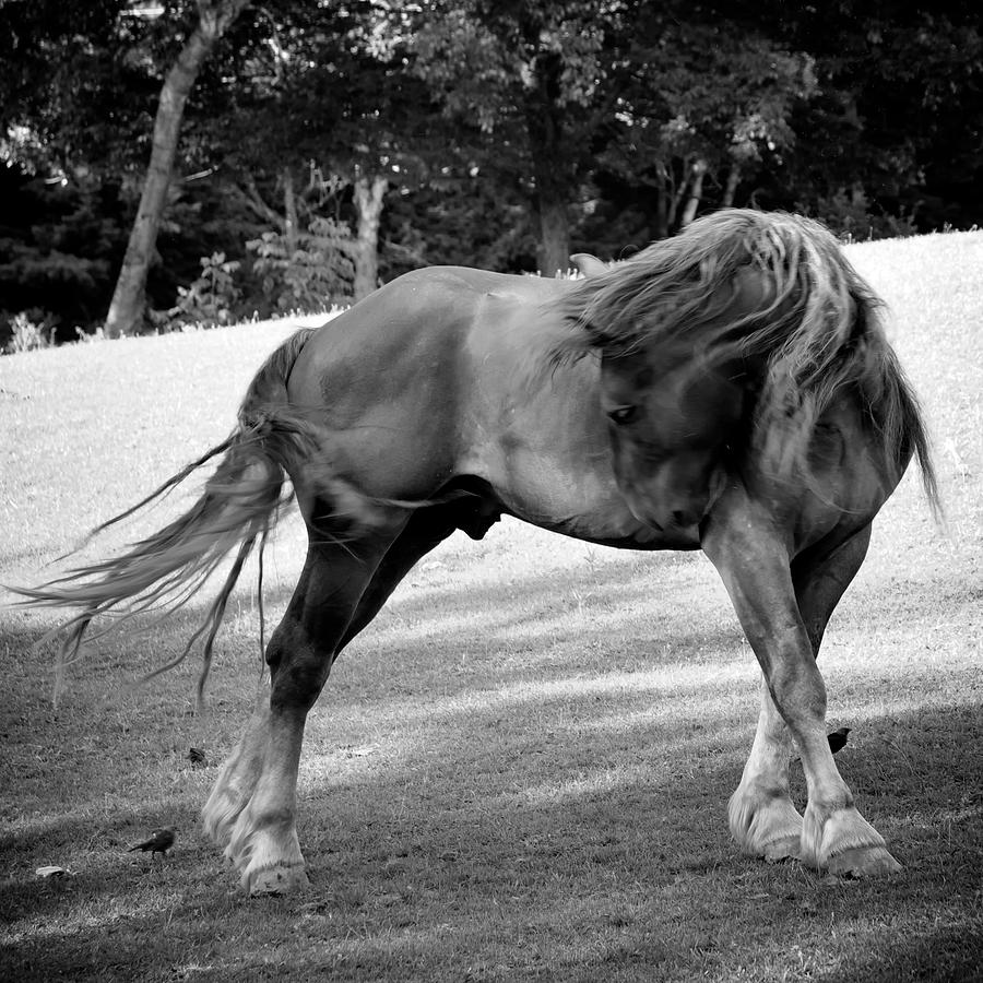Horse Moves 2 Photograph