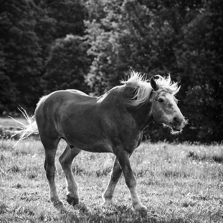 Horse Moves 2015 II Photograph