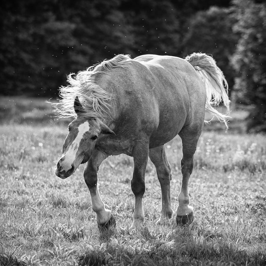 Horse Moves 2015 IIi Photograph