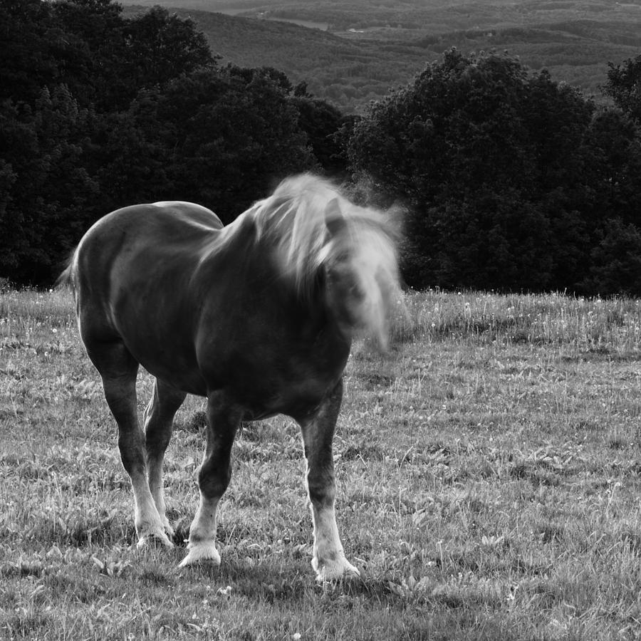 Horse Moves 2015 Iv Photograph