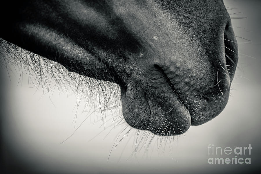 Horse muzzle Black and White Photograph by Dimitar Hristov