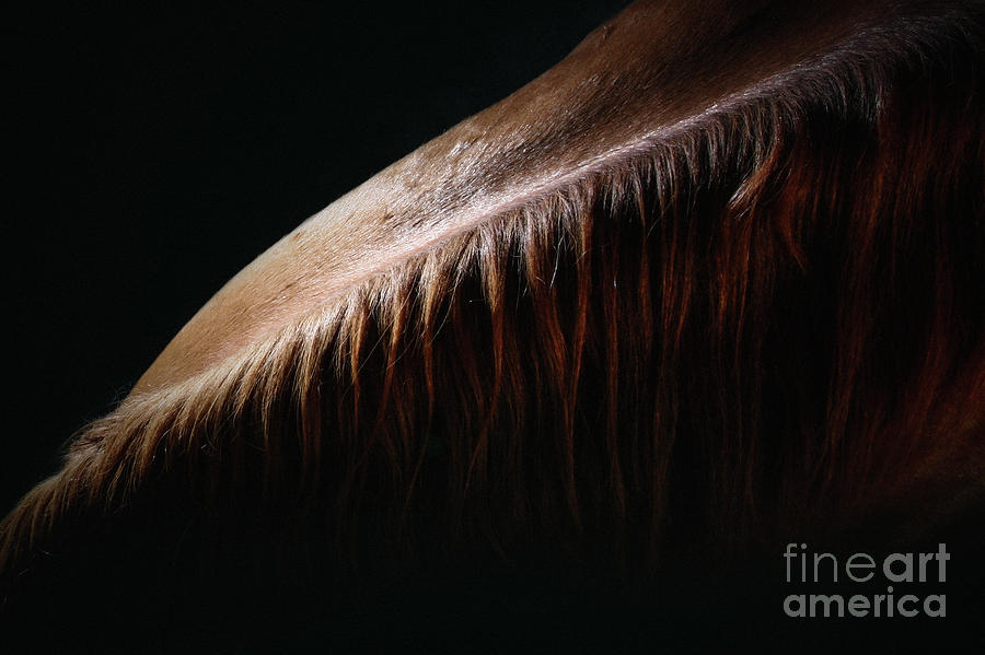 Horse neck and mane Photograph by Dimitar Hristov
