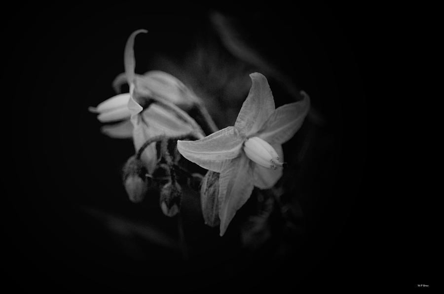 Horse Nettle BW Photograph by Maria Urso