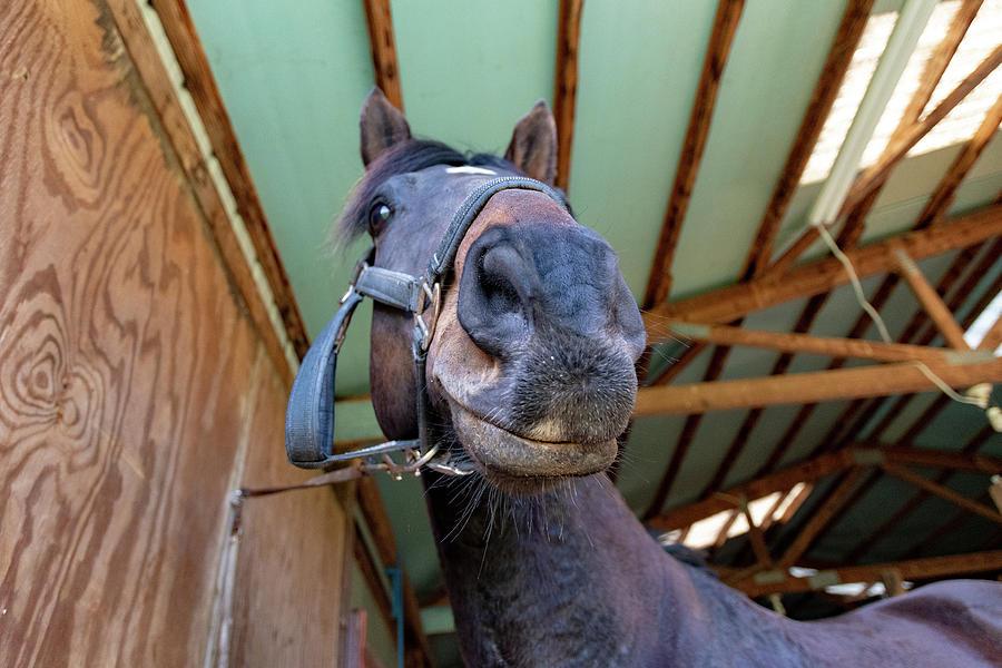 Horse Nose  Photograph by Joseph Caban