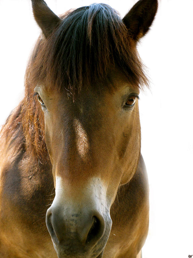 Beautiful Horse Photograph - Horse Of Course by Debra     Vatalaro