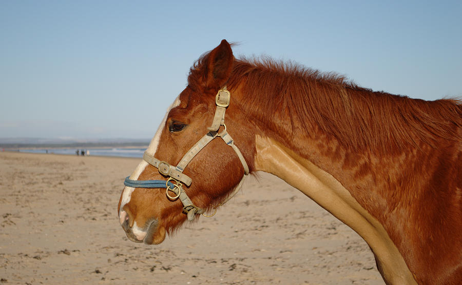 Horse on Beach Portrait Photograph by Adrian Wale