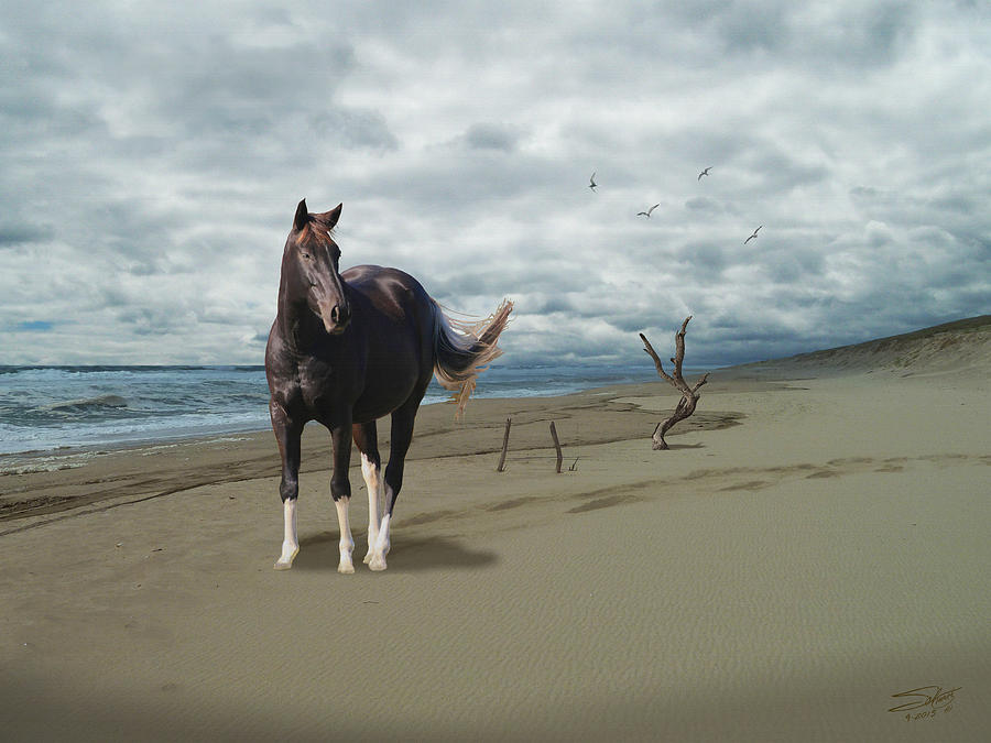 Horse on Deserted Shore Photograph by M Spadecaller