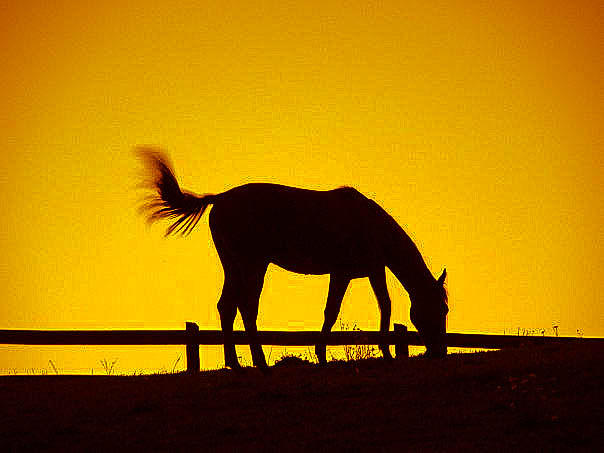 Horse on the Hill Photograph by Chuck Brown