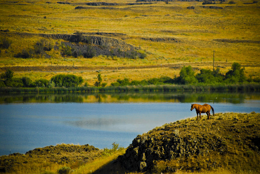 Horse On The Hill Photograph by Craig Perry-Ollila