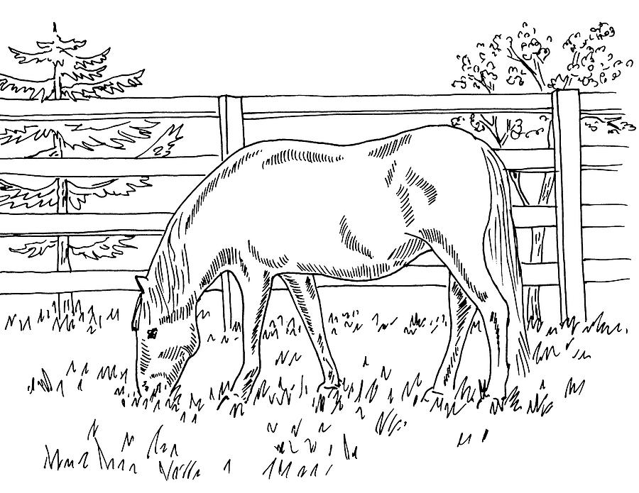 Horse On The Ranch Ink Drawing II Drawing by Irina Sztukowski