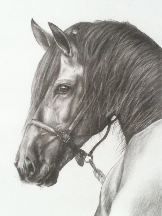 Horse One Drawing by Jimmie Shealey