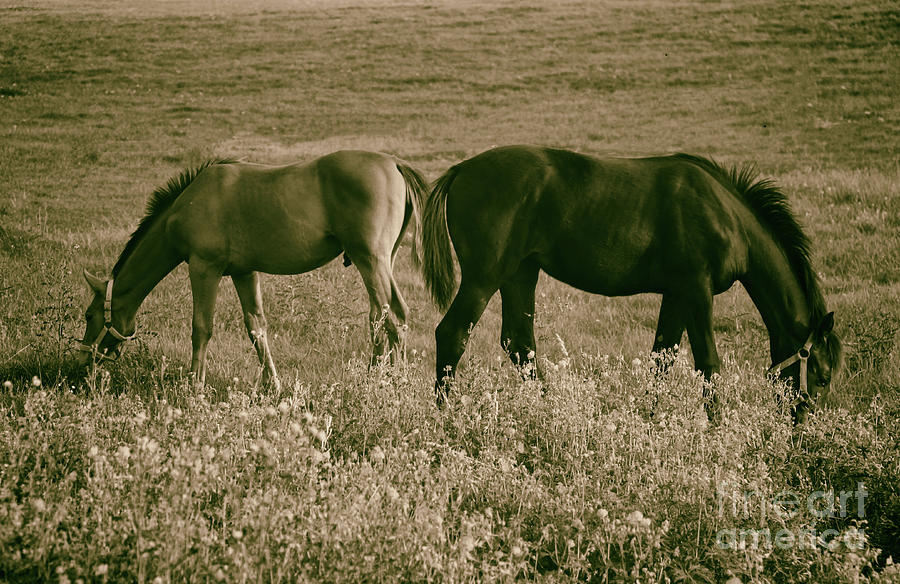 Horse Pasture Photograph by Mariola Bitner