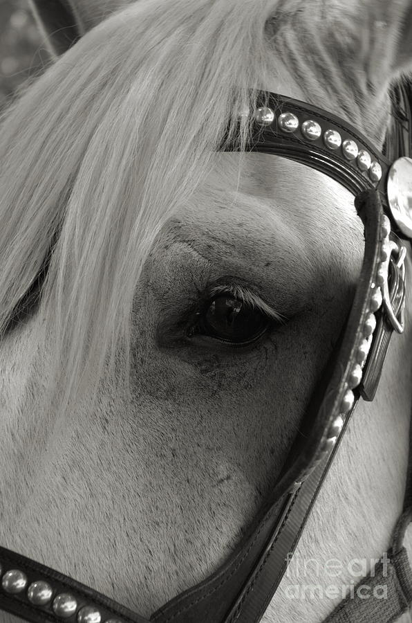 Horse Patience Photograph by Kathi Shotwell