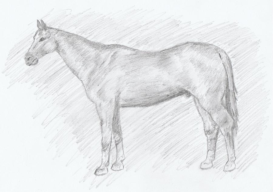 Horse Pencil Drawing