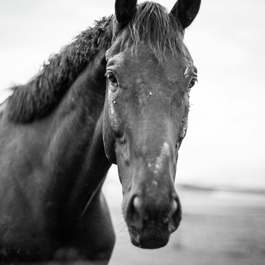 Horse Play Photograph by Aleck Cartwright
